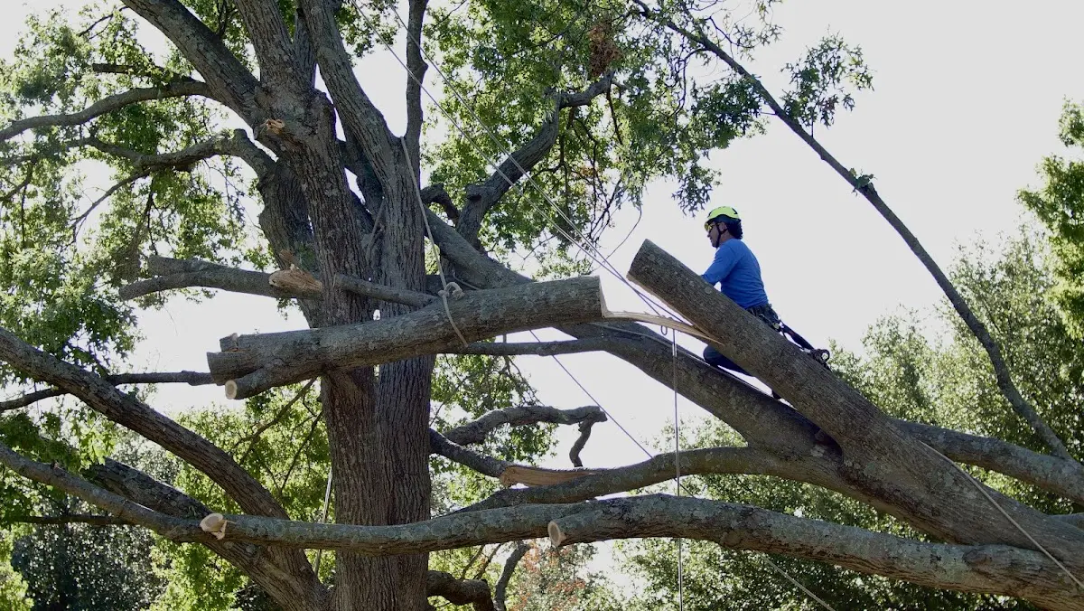Professional Crown Thinning performed by certified arborists in Saint Charles