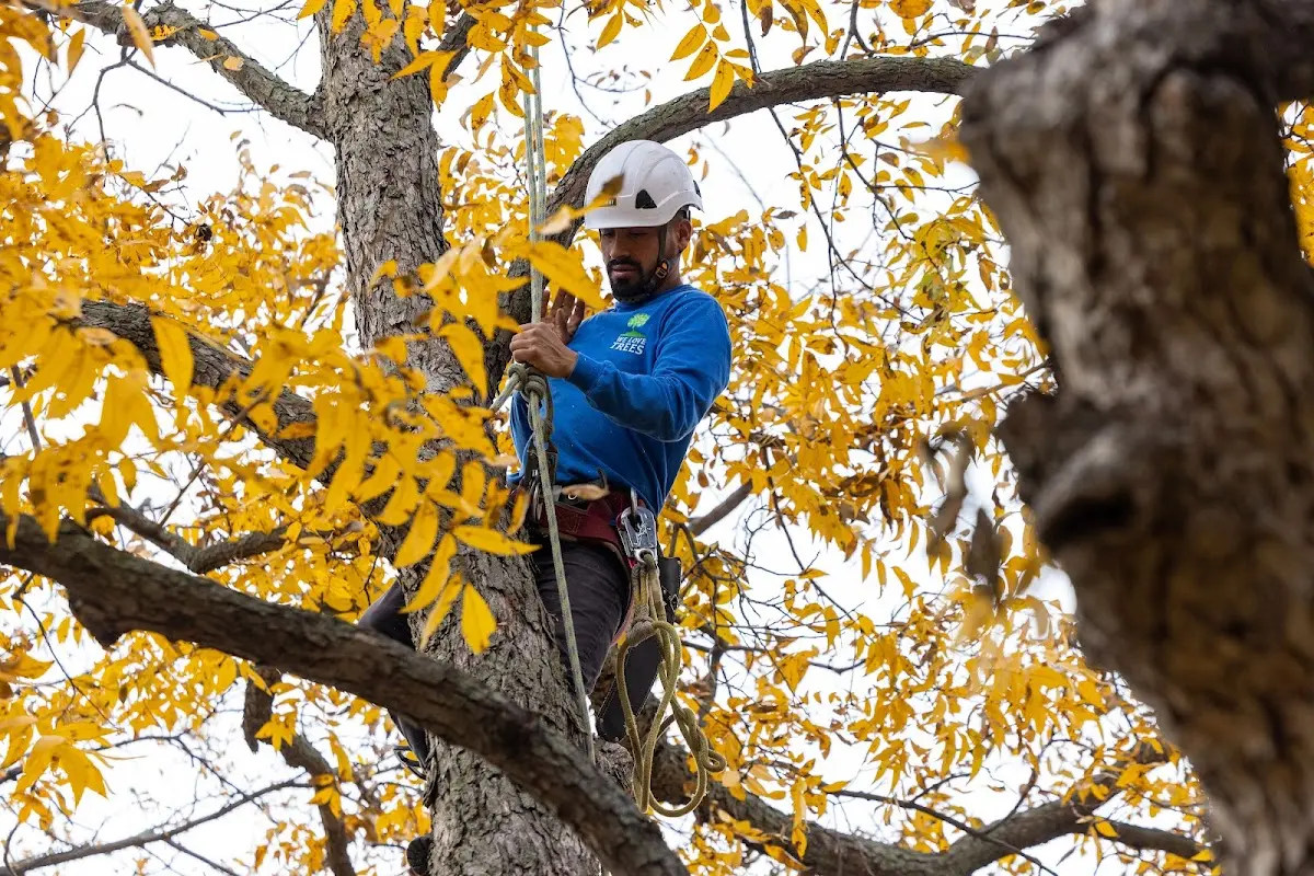 Skilled Tree Pruning crew working in Saint Charles